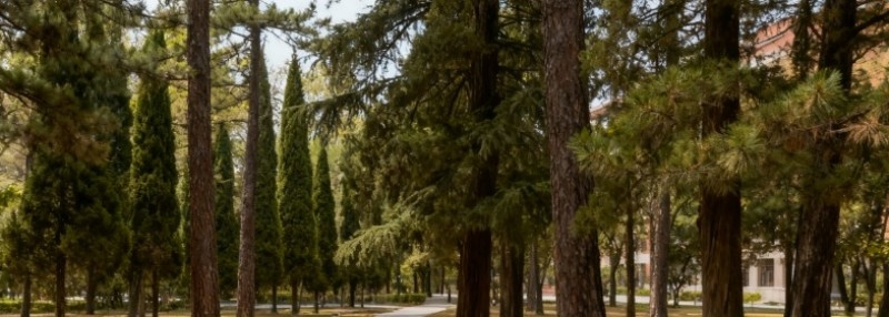 河南文科多少分能考上洛阳职业技术学院？2025高考预测最低274分左右